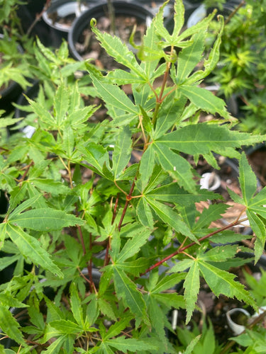 Acer palmatum 'Seuss Sister' Variegated Japanese Maple - Maple Ridge Nursery